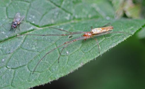 Tetragnatha sp.